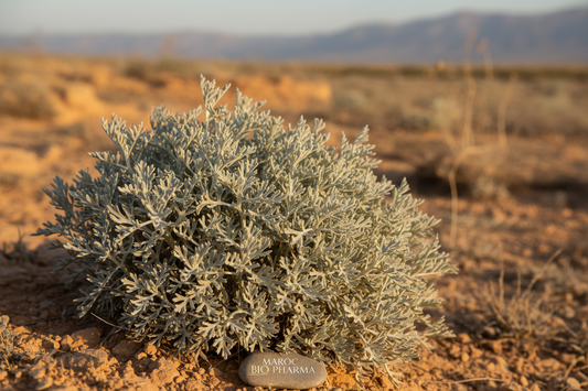 Le Chih (Armoise Blanche) : Trésor de la Pharmacopée Marocaine | الشيح (Artemisia herba-alba) : كنز الطب المغربي