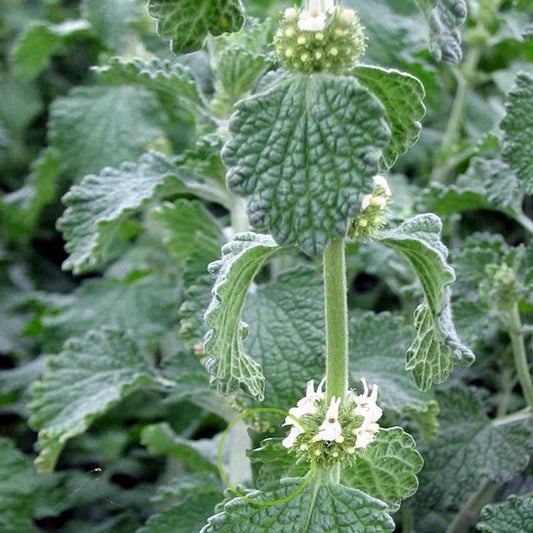 صورة نبتة المروة (Marrubium vulgare) الطبيعية - فوائد للصحة والجمال - أعشاب طبية مغربية